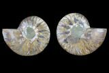 Cut & Polished Ammonite Fossil - Agatized #82335-1